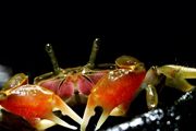 野生螃蟹在家里怎么养吃什么