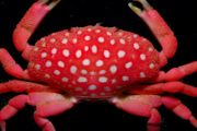 拳击蟹怎么养 养拳击蟹方法介绍