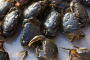 蜗居蟹怎么养 养蜗居蟹方法介绍