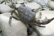 螃蟹的饲养方法