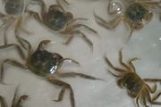 海葵蟹怎么养 养海葵蟹方法介绍
