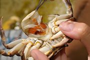 大闸蟹怎么养才能活得久一些