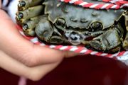 养殖海螃蟹需要什么条件