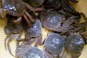 黄油蟹怎么养 养黄油蟹方法介绍