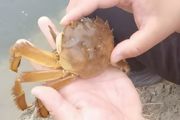 如何饲养恶魔蟹