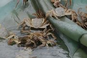 小型水库螃蟹养殖可以套养吗
