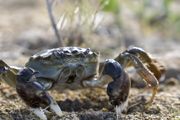 小河蟹吃什么能养活它