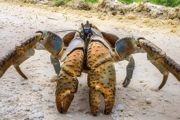 梭子蟹能养活吗