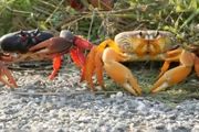 黎明蟹怎么养 养黎明蟹方法介绍