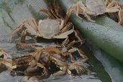 养殖河蟹需要什么条件