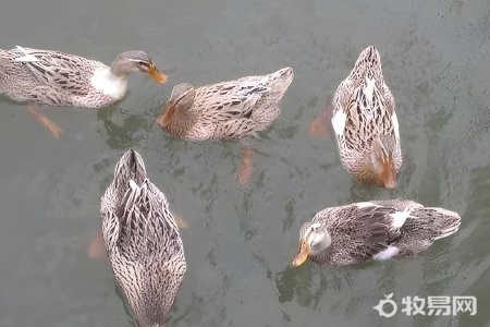 養鴨好養嗎