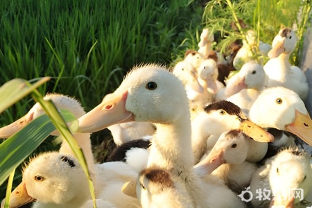 养鸭子什么季节最合适