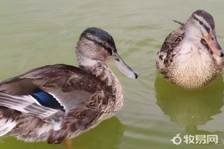 养殖蛋鸭一个合多少钱一斤