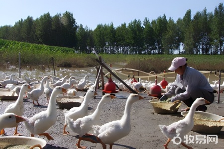 养鸭棚用什么消毒最好