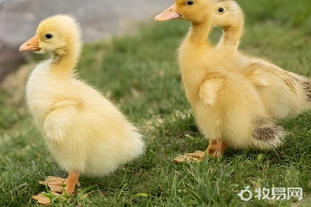 肉鸭养殖多少天出栏