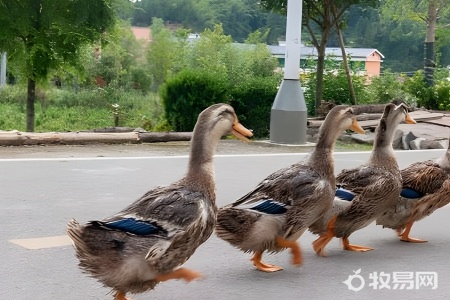 鸭怎么养殖