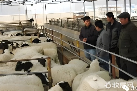 今年养鸭子的行情怎么样