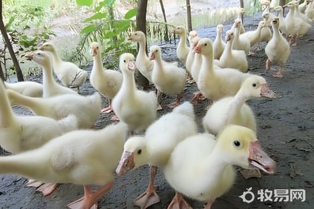 养5000只鸭子利润是多少