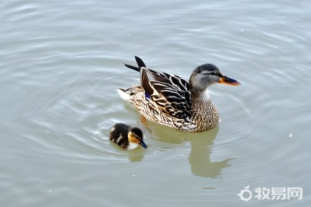 养鸭池塘水质恶化了怎么办