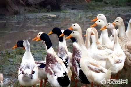 小雏鸭怎么养活