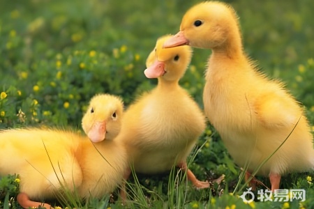 居民楼如何养鸭子