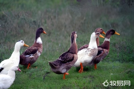 鸭子要怎么养长的快