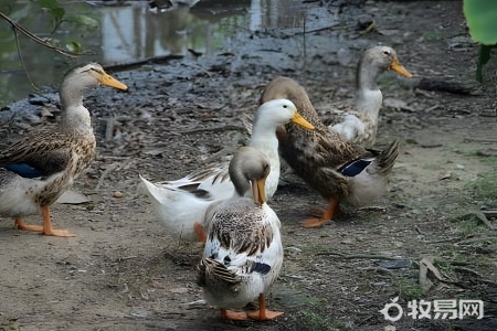 养鸭子几个月可以出栏