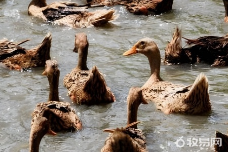 一亩水面养多少鸭合适