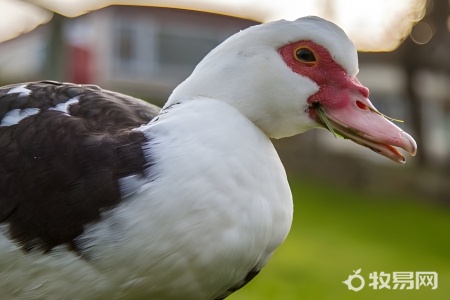 火鸭怎么养殖技术