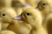 如何饲养蛋鸭 饲养蛋鸭方法介绍