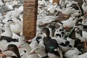 鸭的养殖方法 介绍鸭养殖技巧