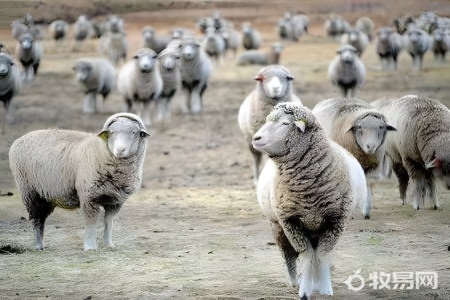 一亩地养多少只羊