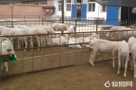 养羊技术和饲养方法