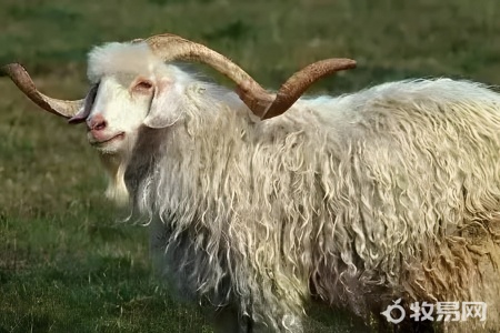 家养羊多少钱一只