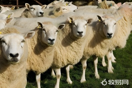 养羊成本高吗