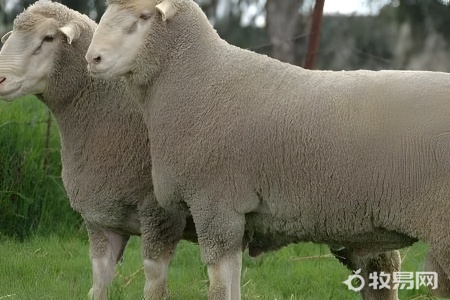 波尔山羊的正确养殖方法