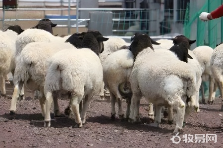包地种牧草养羊划算吗