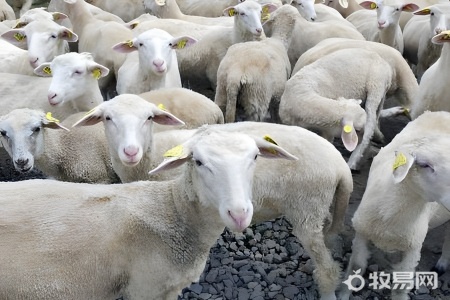 羊的饲喂方法