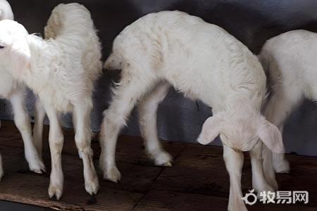 家庭养羊最多养多少只