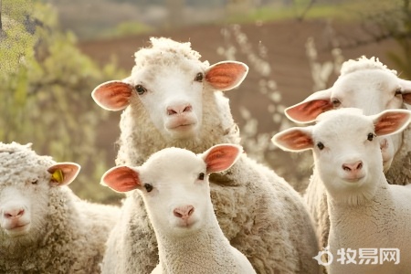 冬季养羊需要注意什么