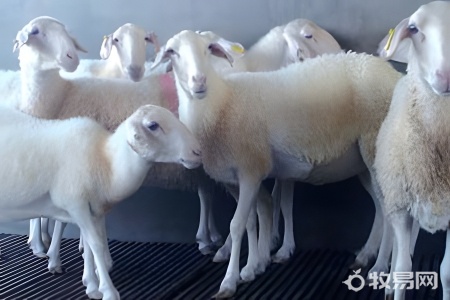 养多少母羊需一只公羊