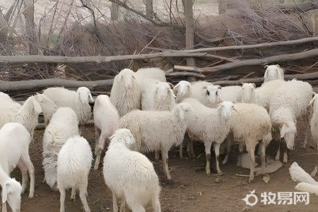 养殖多少羊可以办养殖场