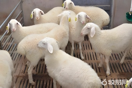 養什么羊好養