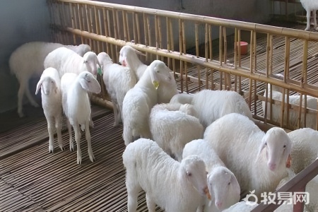 现在养殖山羊前景怎么样