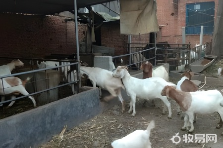 冬天养羊要注意什么