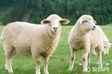 养羊需要技术吗