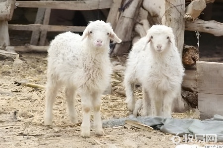 养羊草料多少钱一吨