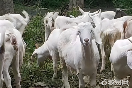 现在养羊喂什么激素药