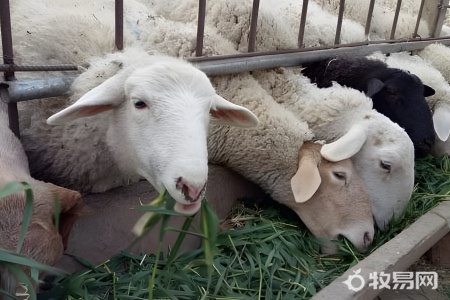 圈养羊什么品种好