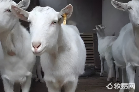 山区适合养什么羊